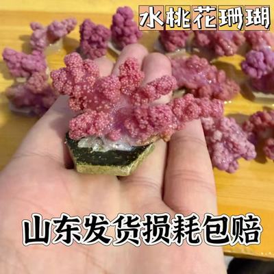 红水桃花软体珊瑚海水生物海鸡冠LPS活体小丑鱼活体珊瑚水桃花