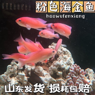 海水观赏鱼粉色海金鱼小丑鱼混养观赏鱼皮实海水鱼
