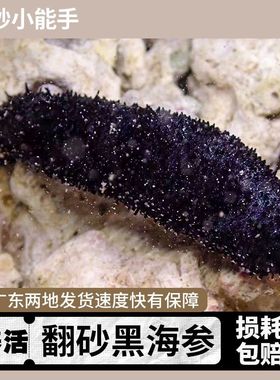 海缸翻沙海参黑海参红海参刺海参观赏海洋生物吃除藻海缸翻砂
