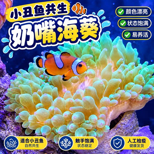 奶嘴海葵小丑鱼共生紫点海葵