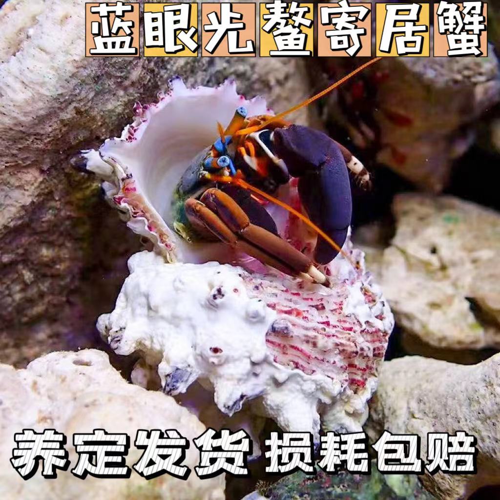 蓝眼光鳌寄居蟹海水翻砂生物