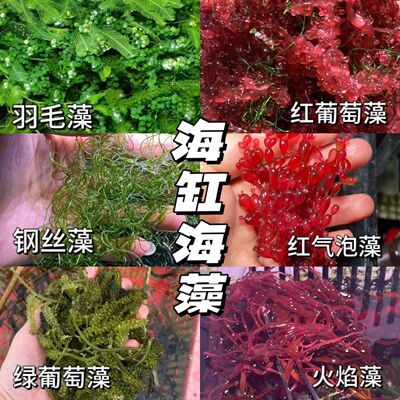 海缸海藻高等藻葡萄藻羽毛藻纲丝藻火焰藻气泡藻除no3净化水质