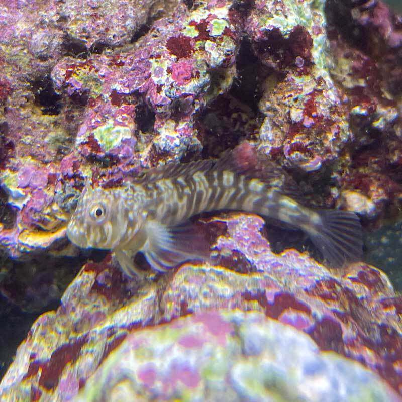 西瓜刨海水生物吃藻活体鳚鱼食藻除藻工具鱼高效吃藻海水观赏鱼