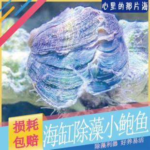 观赏鲍鱼海水生物除藻生物海缸观赏海洋小生物活体彩贝鲍鱼小丑鱼