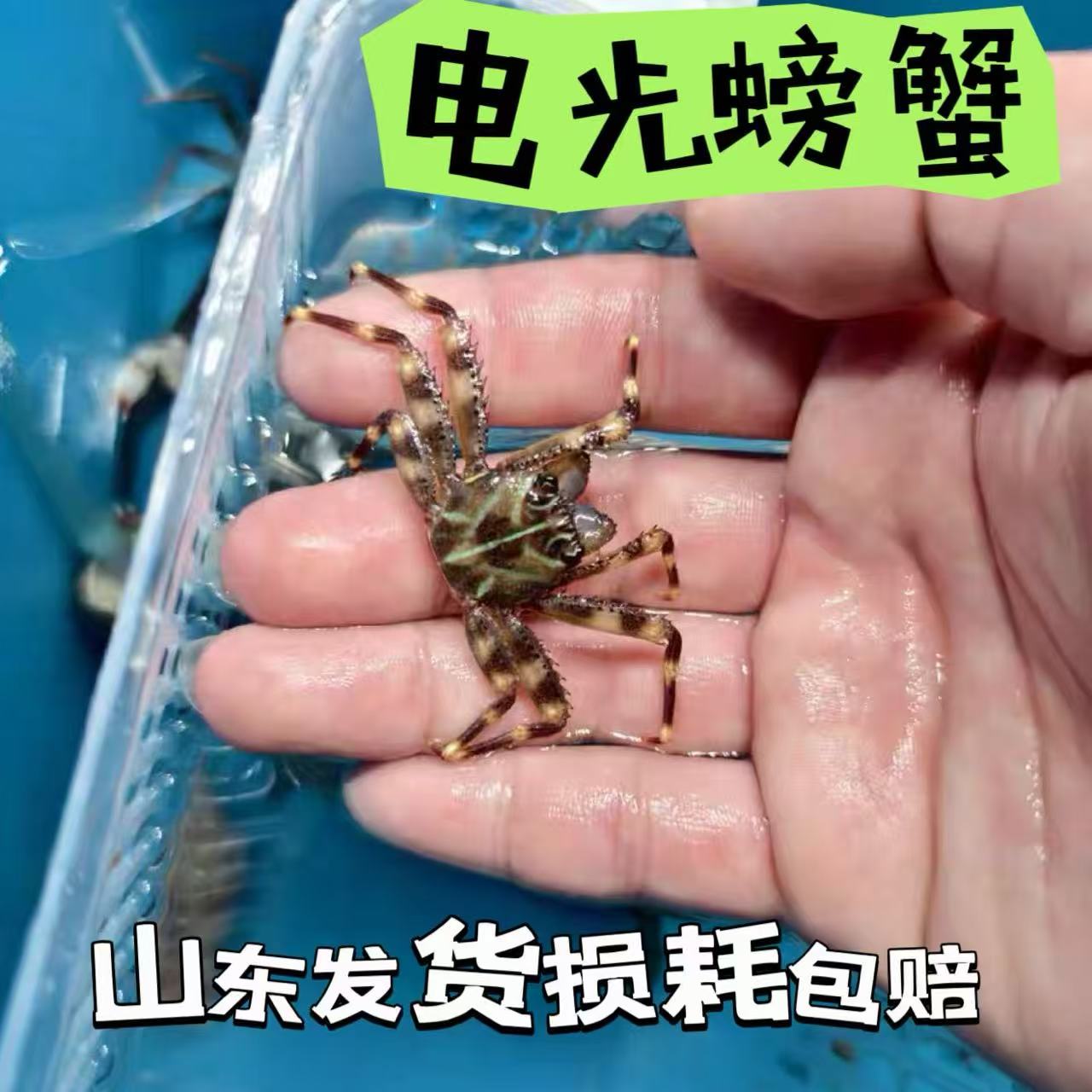 电光螃蟹面包蟹翻砂钻砂海水小螃蟹观赏寄居蟹宠物海水鱼缸