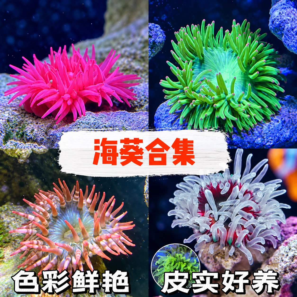 观赏海葵活体海缸生物珊瑚造景海草海水生物宠物尼莫小丑鱼海水鱼