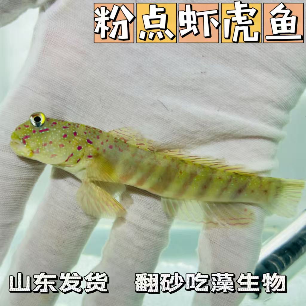 粉点虾虎鱼观赏鱼缸生物