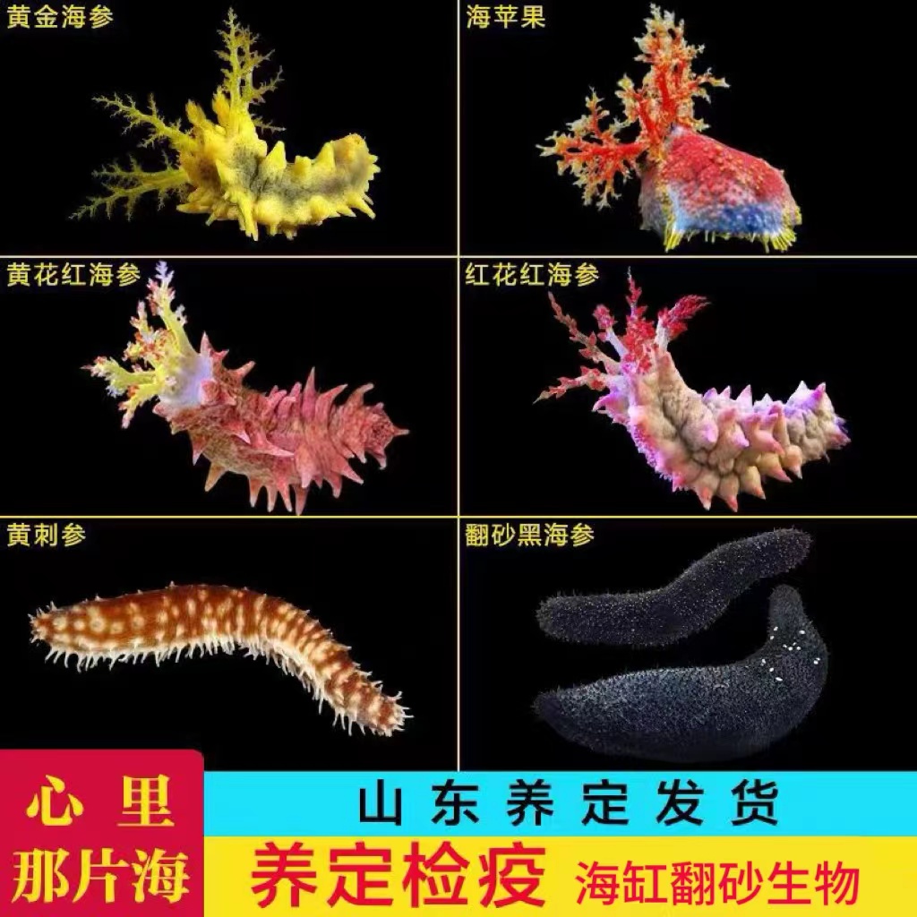海水生物黃金海參黑海參紅海參海缸翻砂生物皮實(shí)好養(yǎng)