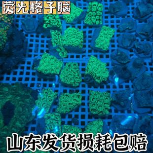 荧光格子脑珊瑚纽扣脑珊瑚糖果脑珊瑚荧光珊瑚LPS珊瑚