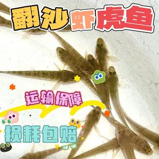 海水生物翻砂虾虎鱼吃藻翻沙工具海水鱼清洁海缸包邮包损