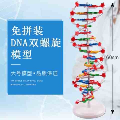 DNA双螺旋结构模型分子结构DNA演示模型教学教具高中仪器