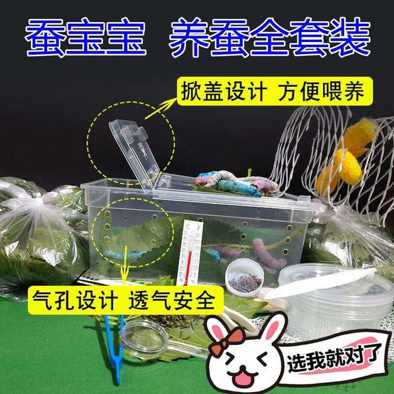 蚕宝宝学生养蚕套装彩色春蚕宝宝活物吃的桑叶七彩蚕卵别墅饲养箱