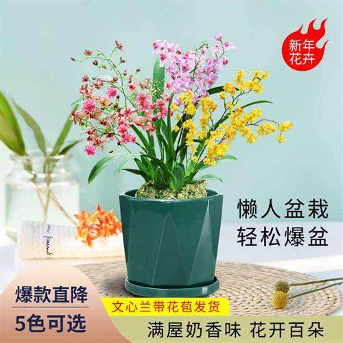 鲜花盆栽适合室内家养花卉植物文心兰春天开花的带香味很香的花奔