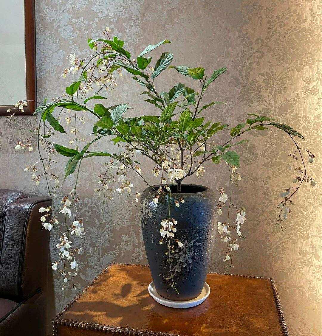 垂丝茉莉花盆栽垂枝茉莉泰国绿植白玉蝴蝶开花清香垂茉莉大苗
