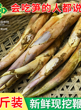 绍兴特产新鲜鞭笋农家现挖黄泥竹笋1500g装 浙江上虞长塘鞭笋