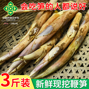 绍兴特产新鲜鞭笋农家现挖黄泥竹笋1500g装 浙江上虞长塘鞭笋