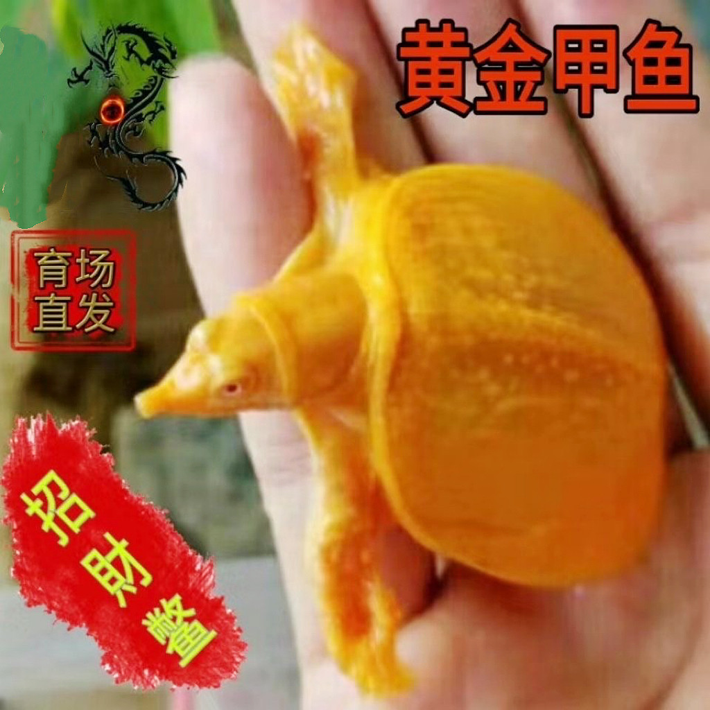 黄金鳖观赏鱼黄金甲鱼黄化变异宠物深水龟鳖红眼金身黄金龟鳖活体
