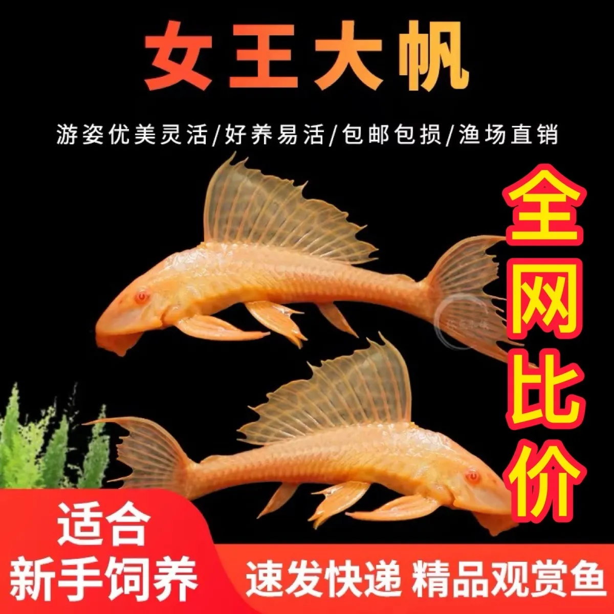 ozc女王大帆清道夫鱼缸除藻淡水