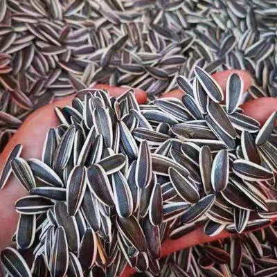 内蒙古新鲜大颗粒特级散装生瓜子