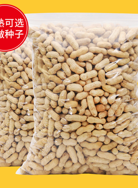 带壳生花生米新货散装新鲜晒干高产种子粉红皮现炒原味不上火休闲