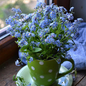 勿忘草种子价格 勿忘草种子图片 星期三 勿忘草种子价格 勿忘草种子图片 星期三