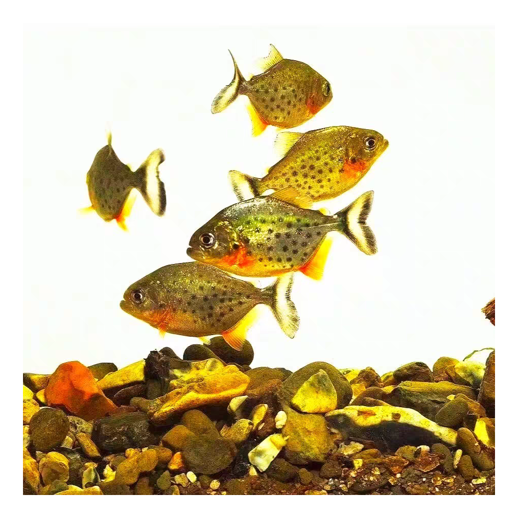 南美亚马孙红文鱼活热带鱼淡水凶猛宠物观赏鱼活苗群游肉食性猛鱼