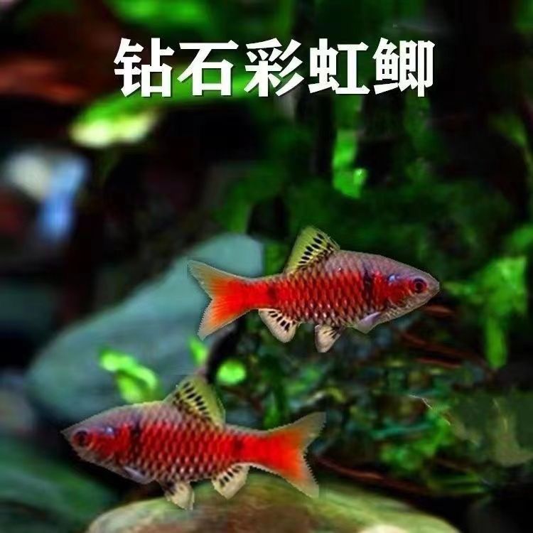 吉印彩虹鲫进口鲤科冷水耐寒鱼图片