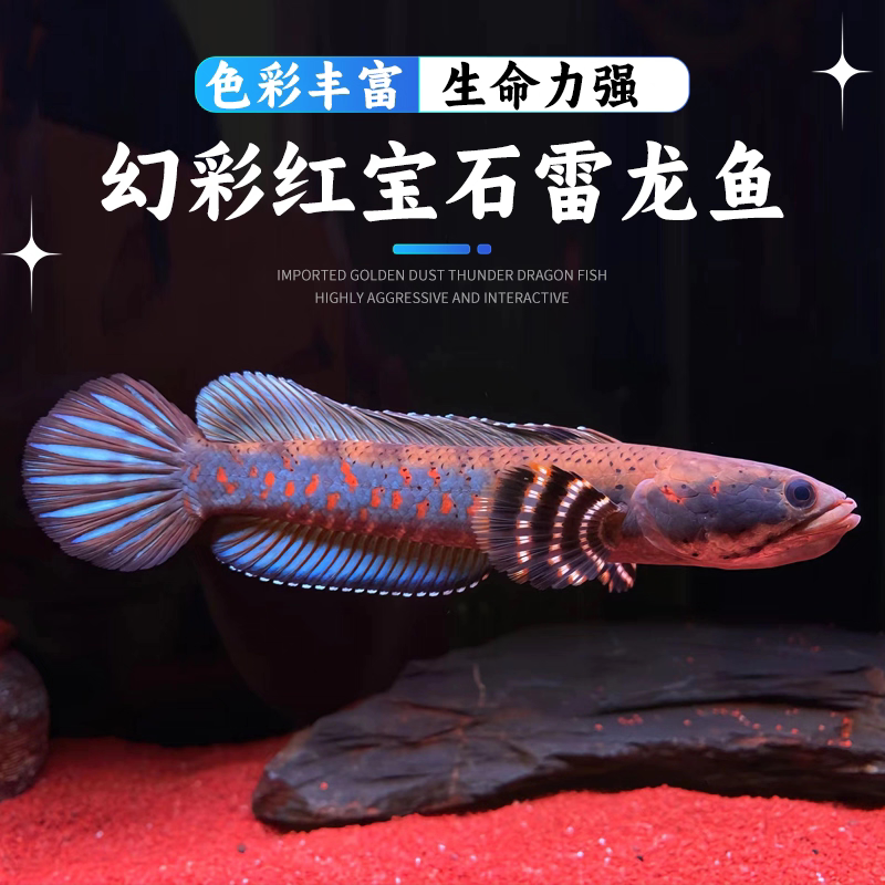 幻彩红宝石蓝宝石雷龙鱼