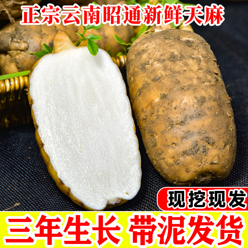天麻新鲜云南昭通小草坝鲜天麻正宗特级正品礼盒乌天麻官方旗舰店