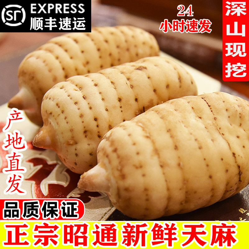 云南昭通新鲜天麻野生特级小草坝乌天麻中药材正品非贵州干货片粉