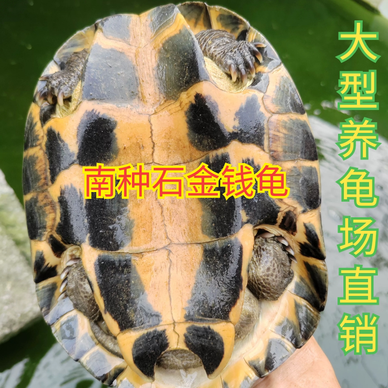 南种石金钱龟黄喉拟水龟煲汤龟乌龟养殖种龟招财龟宠物龟15年老龟