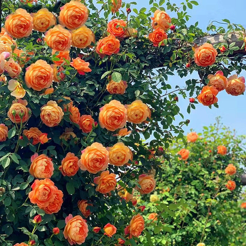 夏洛特夫人月季爬藤蔷薇花苗藤本爬墙玫瑰大花卉庭院四季开花植物