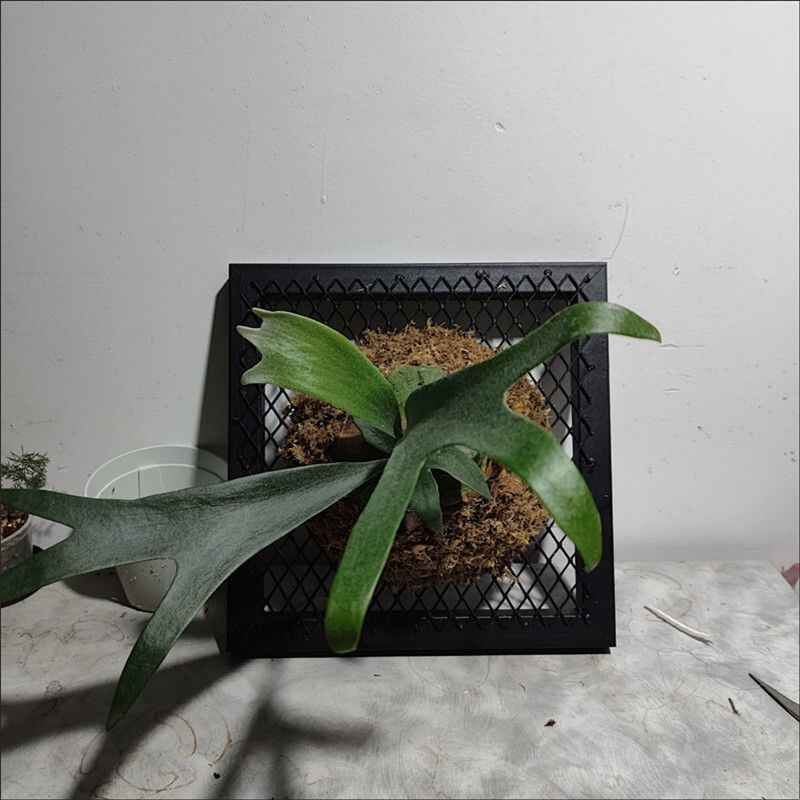 鹿角蕨种植篮网红菱形网架网格铁网鹿角蕨挂板金属网格网片吊顶网