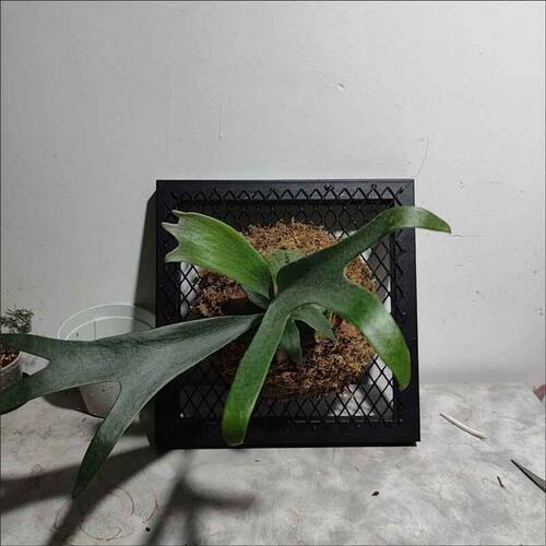 鹿角蕨种植篮网红菱形网架网格铁网鹿角蕨挂板金属网格网片吊顶网