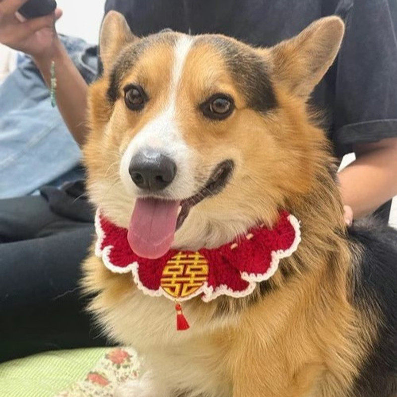 宠物喜字围脖猫咪结婚装饰围脖宠物陪嫁项圈主人婚礼狗狗装扮口水