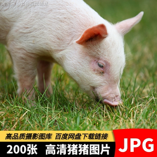 高清JPG猪素材可爱猪猪宠物猪崽母猪黑猪圈猪群家畜动物摄影图片