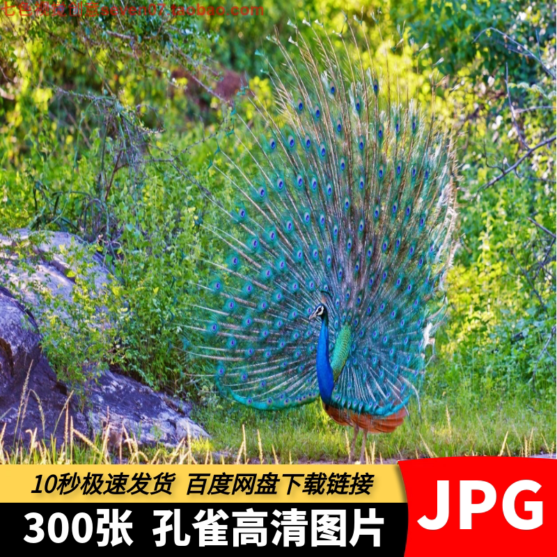 高清jpg素材孔雀图片白绿蓝色开屏野生鸟类动物特写设计摄影照片