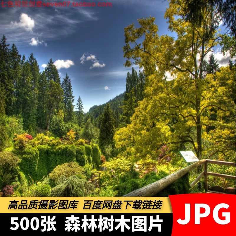 高清4K森林图片深山老林树木丛林热带雨林灌木丛自然风景JPG素材