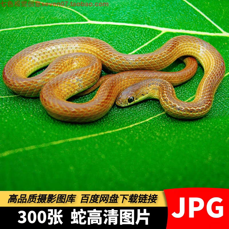 高清JPG毒蛇图片白虫黑蛇眼镜蛇竹叶青冷血爬行动物特写照片素材