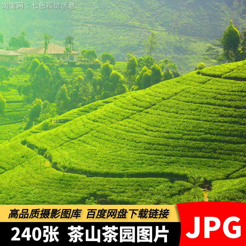 高清JPG素材茶山茶园茶叶种植基地采茶绿色自然背景摄影设计图片