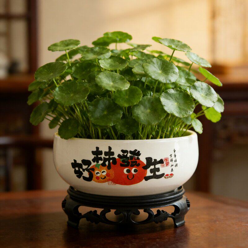 中式水仙花盆陶瓷家用铜钱草专用一叶莲碗莲多肉水培器皿水培盆缸