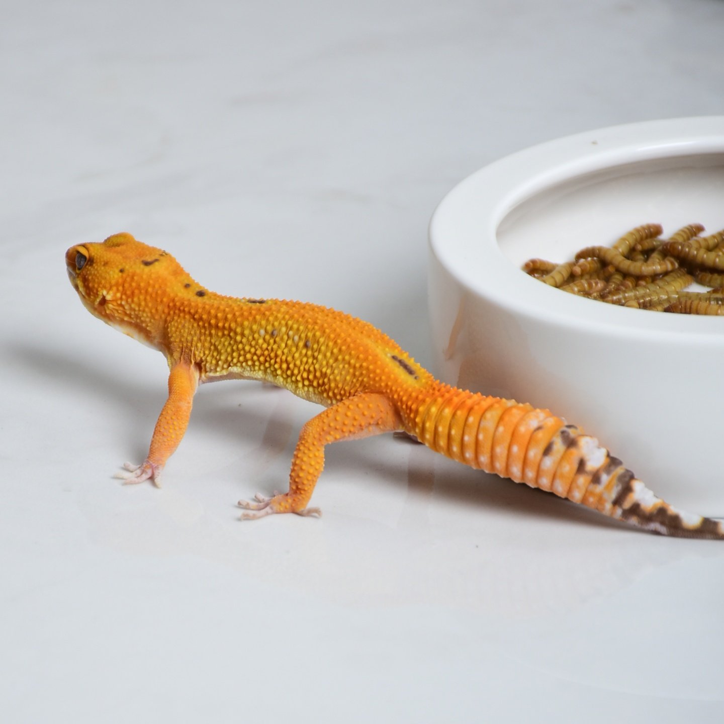 爬宠水盆睫角守宫食盆鬃狮蜥蟋蟀面包虫杜比亚蟑螂防逃脱宽边食盆,宠物/宠物食品及用品,爬宠清洁及日用品,淘宝优惠券,粉丝福利购,淘宝优惠卷