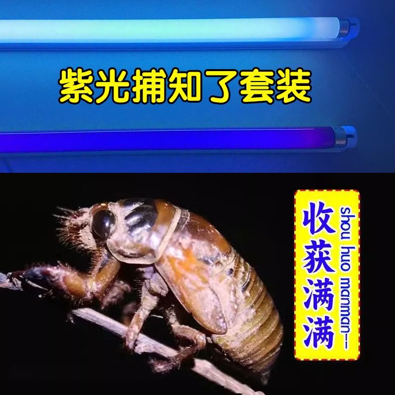逮知了猴专用灯紫外线黑光捕蝉灯抓知了猴双灯管宽光波养殖场鱼塘