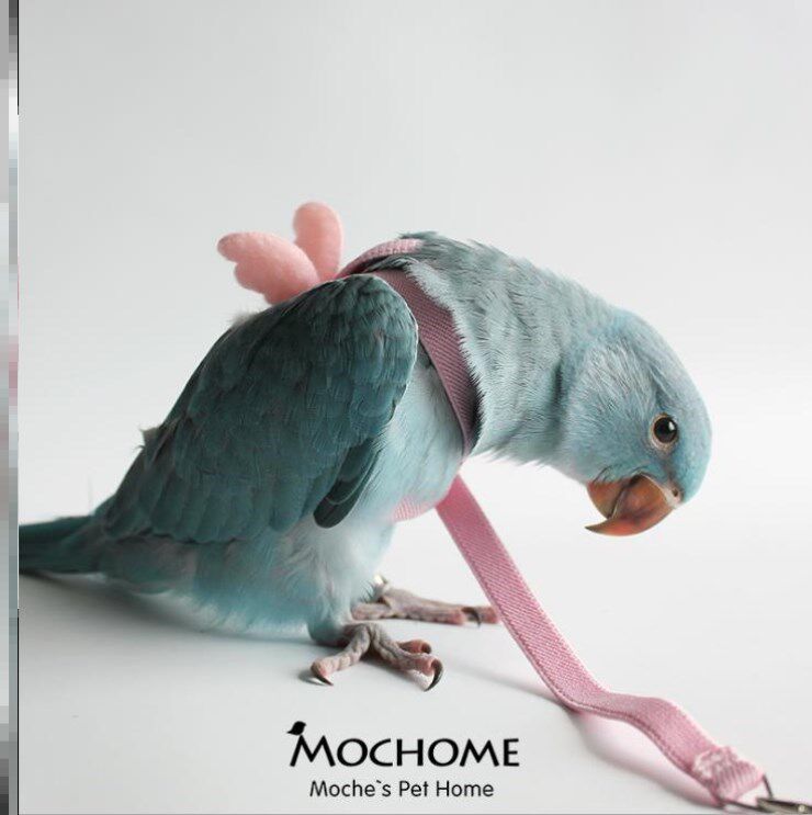 玄凤鹦鹉放飞绳不伤脚超轻绳子外出绳飞行绳玩具鸟具用品溜鸟神器