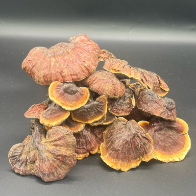 西藏灵芝野生白心灵芝白肉赤灵芝松衫灵芝500克