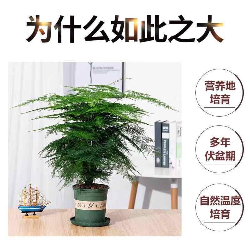 文竹盆栽植物办公室内绿植花卉客厅特大棵文竹苗矮生高端云竹盆景