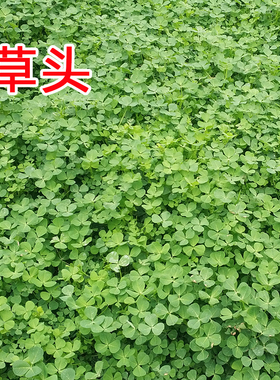 上海崇明特产草头金花菜秧草三叶菜南苜蓿新鲜当季蔬菜满35包邮