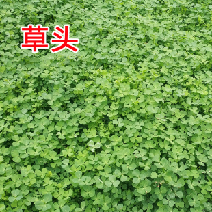 费 免邮 蔬菜满35 上海崇明特产草头金花菜秧草三叶菜南苜蓿新鲜当季