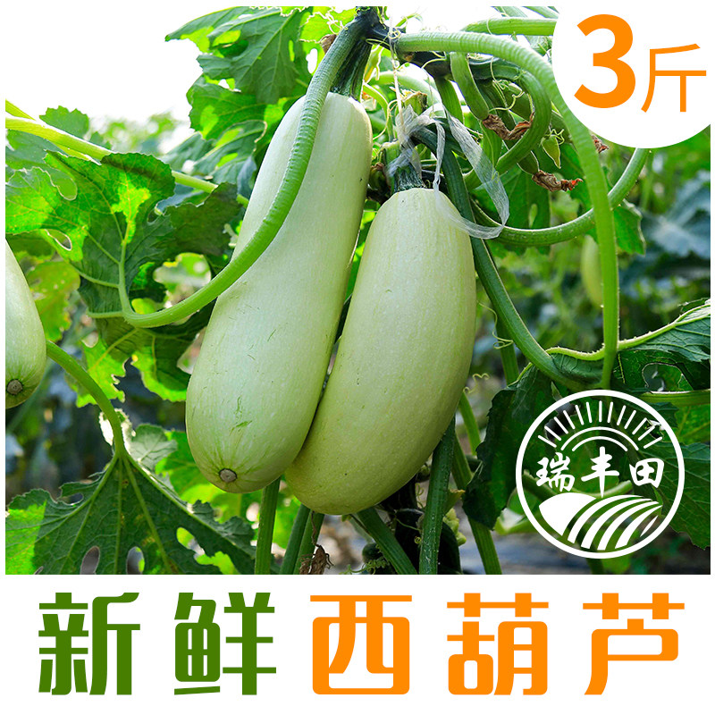 崇明西葫芦宝宝辅食营养蔬菜3斤江浙沪顺丰包邮买2份送一斤