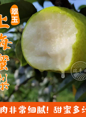 上海蜜梨崇明特产翠玉果园现发